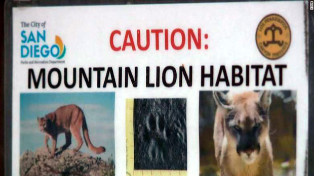 Убијена женка пуме која је највероватније напала дечака (ВИДЕО)